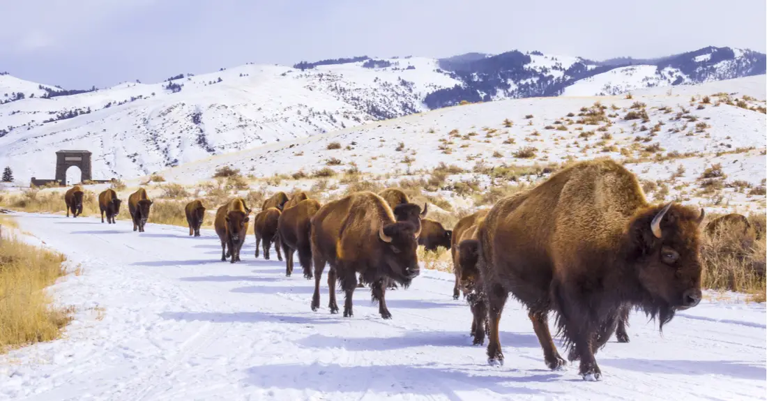 Yellowstone