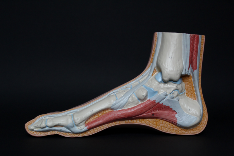 Foot cross section